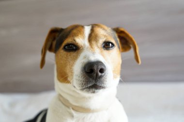 Portre Jack russell namlu, burun üzerinde odak