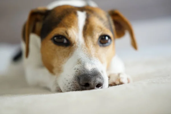 Close up jack russell terrier cão focinho retrato — Fotografia de Stock