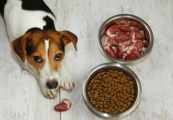 Köpeği ve iki kase natuaral ve kuru gıda ile Üstten Görünüm
