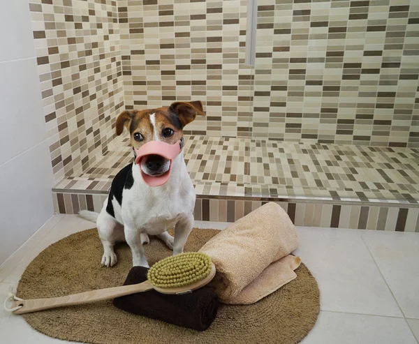 Jack Russell terrier cão sentado no tapete no banheiro — Fotografia de Stock