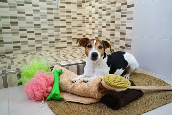 Jack Russell terrier cão deitado no tapete do banheiro com brinquedo favorit — Fotografia de Stock