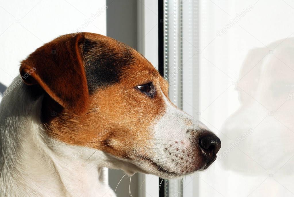 Dog Jack Russell Terrier looking on the window.