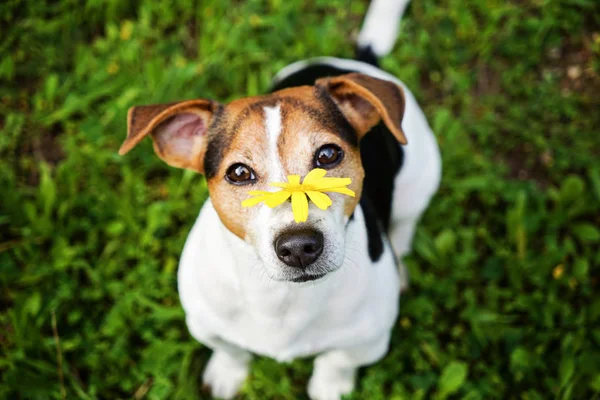 Kameraya bakarak sarı çiçek ile köpek