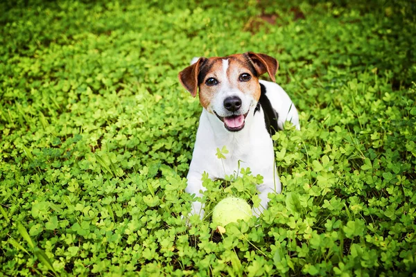 Cão deitado na grama com bola — Fotografia de Stock