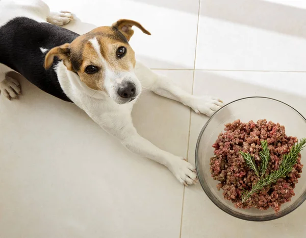 Köpek ile çiğ kıyılmış et kase yalan