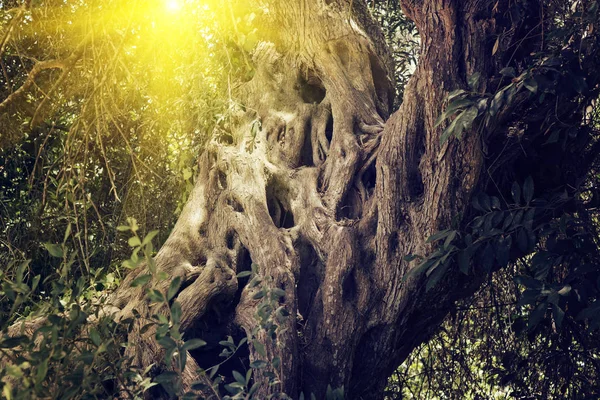 Der Stamm Des Alten Heiligen Olivenbaums Den Strahlen Der Sonne — Stockfoto