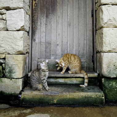 Eski eve merdivenlerde oturan iki genç çizgili kedi