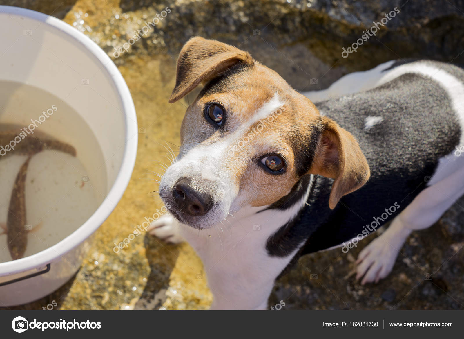 Terrier Est A Chien Ce Que Est A Poisson