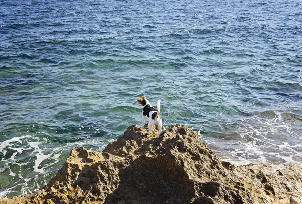 Köpek kayanın üzerinde duruyor ve denizde görünüyor — Stok fotoğraf