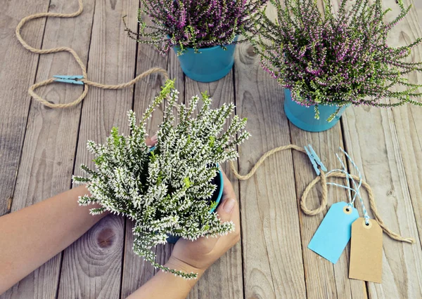 Heather bir pot tutan eller