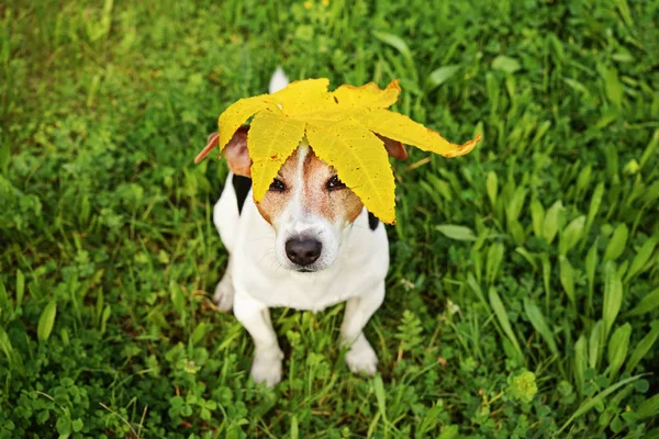 Cão engraçado com grande folha de bordo amarelo na cabeça — Fotografia de Stock