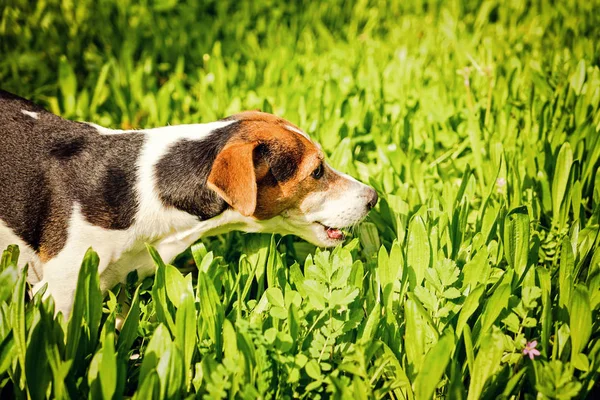 Jovem jack russell comer grama — Fotografia de Stock