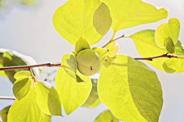 Dal genç küçük yeşil cennet elması