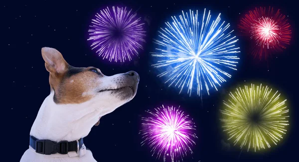 Sicherheit von Haustieren beim Feuerwerkskonzept Stockbild