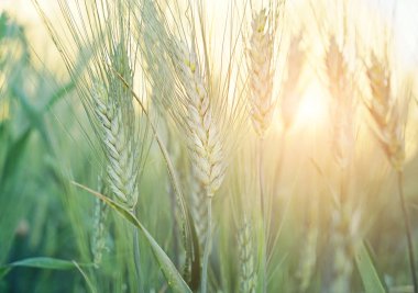 Olgunlaşmamış tahıl alanının yakın çekim