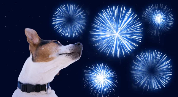 Safety of pets during fireworks concept — Stock Photo, Image
