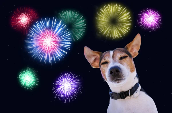 Sicherheit von Haustieren beim Feuerwerkskonzept lizenzfreie Stockbilder