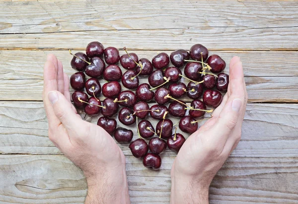Corazón de cerezas frescas y maduras en manos masculinas ventosas — Foto de Stock