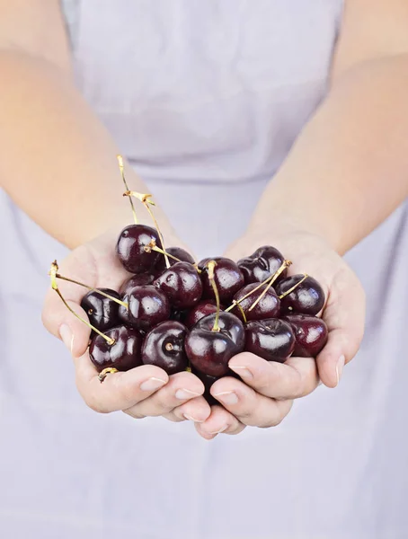 Las manos de las mujeres sostienen un puñado de cerezas frescas y maduras — Foto de Stock