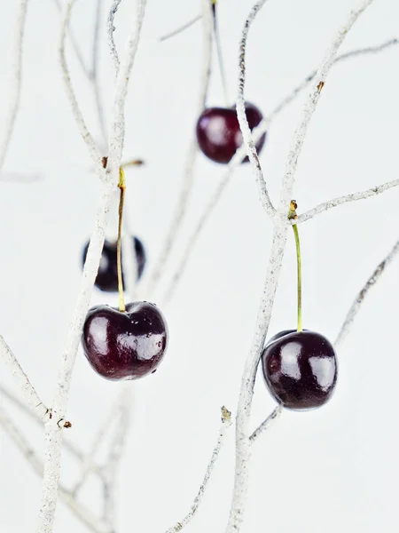 Cerezas rojas y maduras colgando de las ramas blancas — Foto de Stock