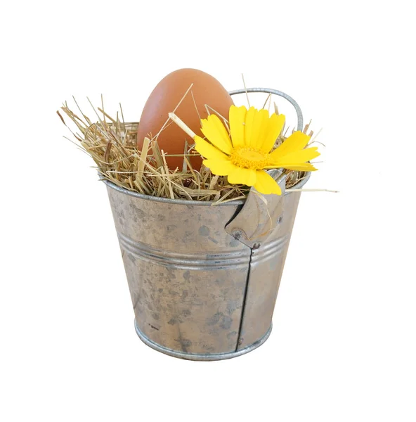Na białym tle surowe jajko brązowy z żółty kwiat w metalowe wiadro — Zdjęcie stockowe