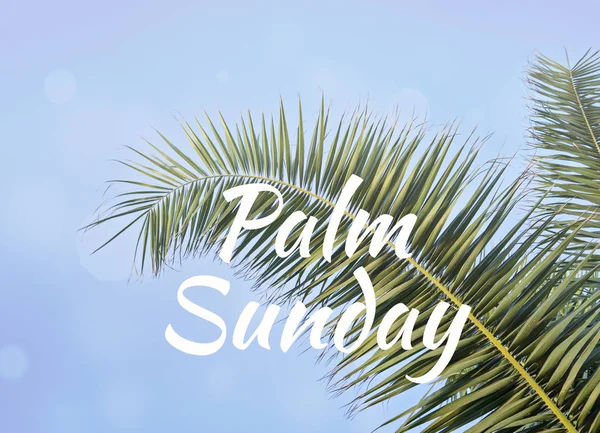 Text PALM SUNDAY and Palm leaf against blue sky