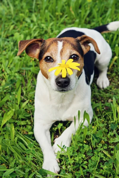 Cão bonito na grama verde com flor amarela no focinho — Fotografia de Stock