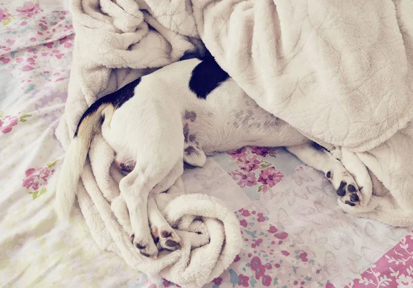 Carino cane cucciolo si trova con la testa sotto la coperta — Foto Stock