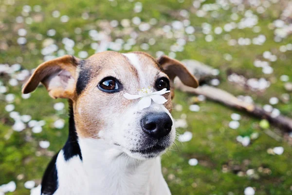 Close up retrato de bonito jack russell cão com flor branca . — Fotografia de Stock