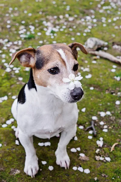 Bonito jack russell sentado na grama com pétalas brancas — Fotografia de Stock