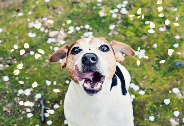 Brincalhão jovem jack russell terrier pega boca pétalas de cereja — Fotografia de Stock