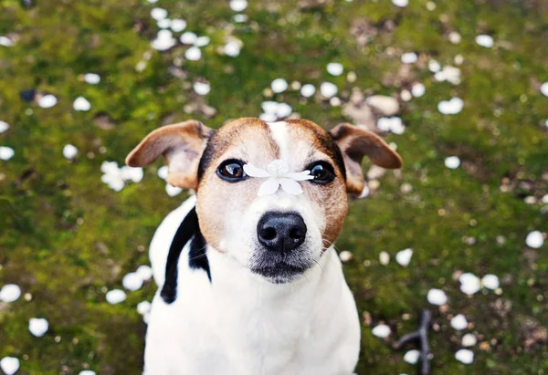 Hond op zoek naar camera met cherry bloem op neus Stockfoto