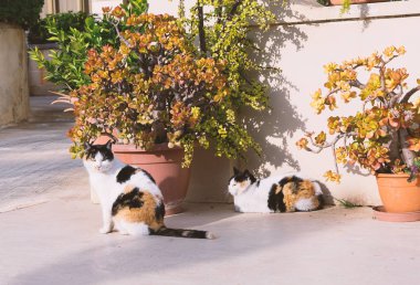 Evsiz kedi İkizler Malta sokaklarında