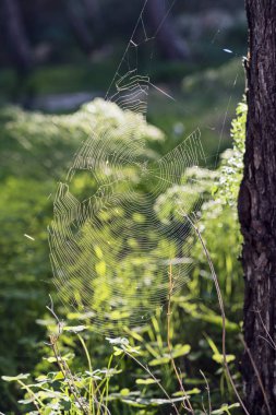 Büyük örümcek ağı arasında çim