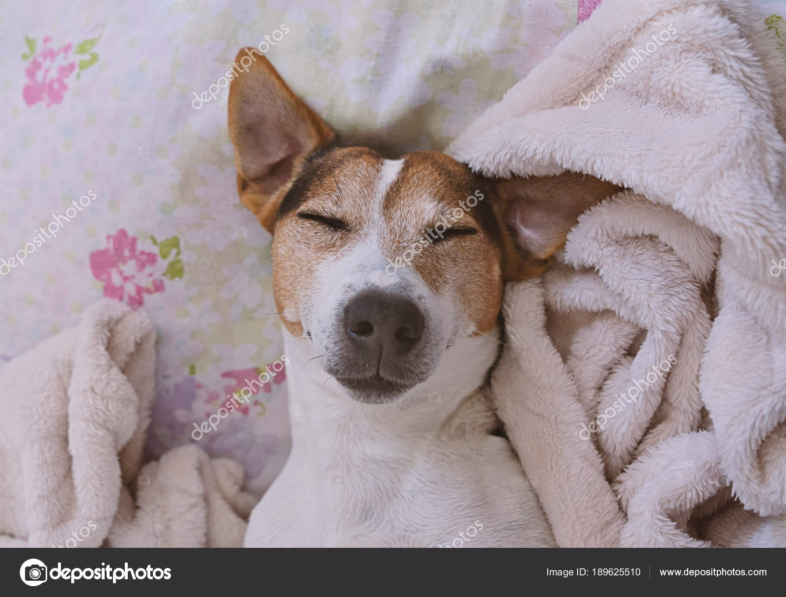 Sleepy Jack Russel Terrier In Coperta Foto Stock Nunochka 189625510