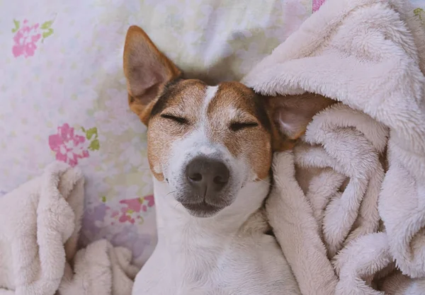 Sleepy jack russell Terriër in deken — Stockfoto