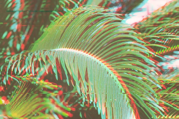 Feuilles de palmier surréalistes fond avec effet glitch — Photo