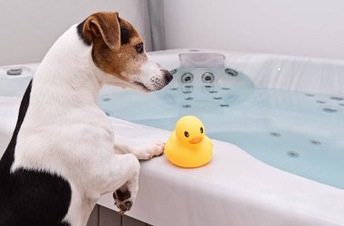 Köpek sarı lastik ördek ile banyo yapmak gidiyor