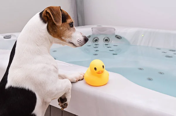 Cão vai tomar banho com pato de borracha amarela — Fotografia de Stock