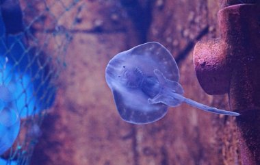 Sevimli genç manta ray yüzü gülüyor