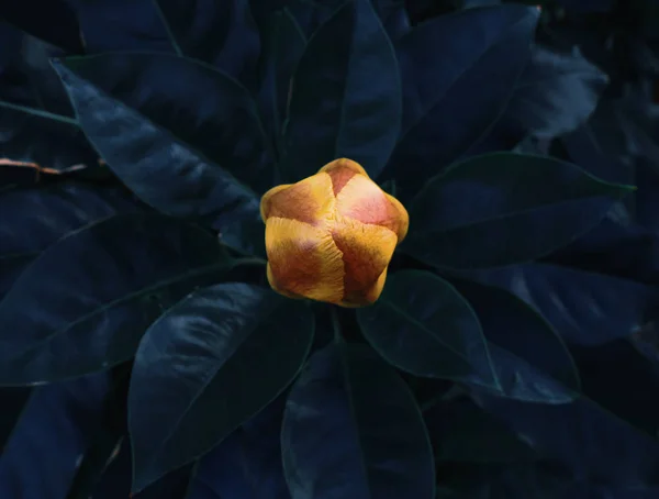 Streszczenie pączek żółty tropikalny kwiat — Zdjęcie stockowe