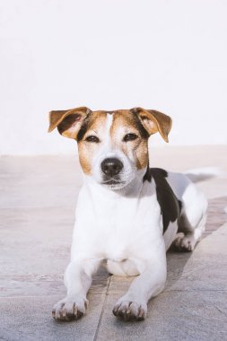 Balkon ve güneşin tadını köpek yatıyor