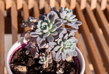 Etli bitki tencerede kapatın