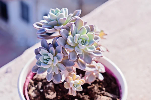 Small succulent flower in white pot