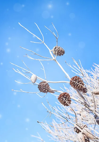 Blue backdrop with pine branches and pine cone. Christmas decoration background decoration — Φωτογραφία Αρχείου