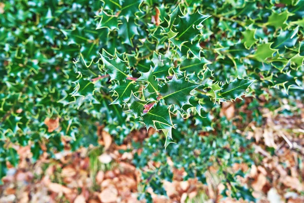 Φυσικά φύλλα Holly και βατόμουρο floral μοτίβο φόντο — Φωτογραφία Αρχείου