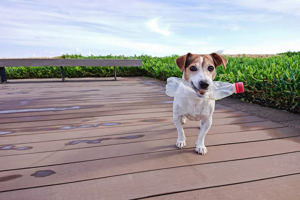 Şirin köpek ağzında plastik bir şişe tutuyor, deniz suyuna yakalanmış.