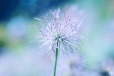 Soyut çiçek desenli renkli arka plan karşı gerçeküstü çiçek.