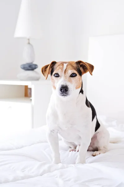 Retrato de cão bonito sentado na cama e olhando para a câmera no edredom branco — Fotografia de Stock
