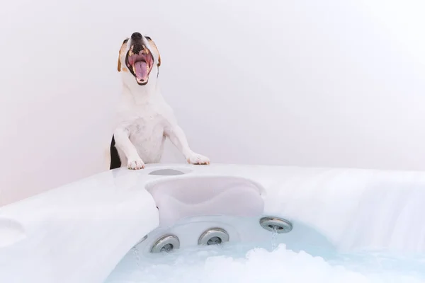 Adorável cão jack russell vai tomar banho de bolhas — Fotografia de Stock